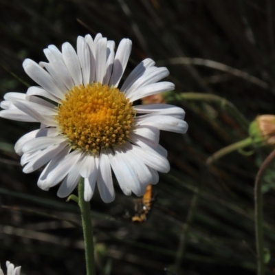 Brachyscome aculeata (Hill Daisy) at Dry Plain, NSW - 28 Dec 2023 by AndyRoo