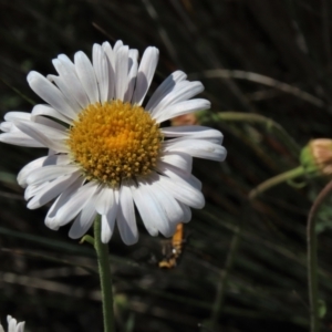 Brachyscome aculeata at Dry Plain, NSW - 29 Dec 2023