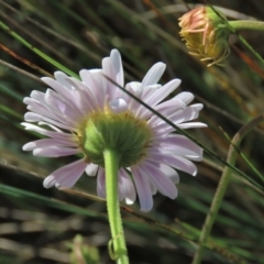 Brachyscome aculeata at Dry Plain, NSW - 29 Dec 2023 10:00 AM