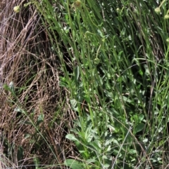 Brachyscome aculeata at Dry Plain, NSW - 29 Dec 2023 10:00 AM