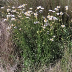 Brachyscome aculeata at Dry Plain, NSW - 29 Dec 2023