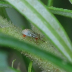 Unidentified Insect at Hughes, ACT - 31 Dec 2023 by LisaH