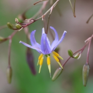 Dianella sp. aff. longifolia (Benambra) at Red Hill, ACT - 28 Dec 2023