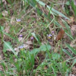 Dianella sp. aff. longifolia (Benambra) at Red Hill, ACT - 28 Dec 2023 12:21 PM