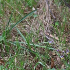 Dianella sp. aff. longifolia (Benambra) at Red Hill, ACT - 28 Dec 2023