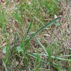 Dianella sp. aff. longifolia (Benambra) at Red Hill, ACT - 28 Dec 2023