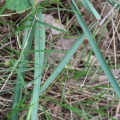 Dianella sp. aff. longifolia (Benambra) at Red Hill, ACT - 28 Dec 2023