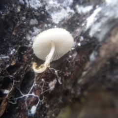 Lepiota s.l. at Cooma, NSW - 31 Dec 2023 by mahargiani