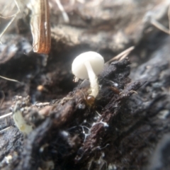 Lepiota s.l. at Cooma North Ridge Reserve - 31 Dec 2023