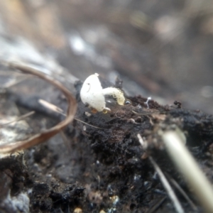 Lepiota s.l. at Cooma North Ridge Reserve - 31 Dec 2023