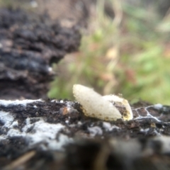 Lepiota s.l. at Cooma North Ridge Reserve - 31 Dec 2023