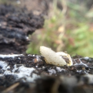 Lepiota s.l. at Cooma North Ridge Reserve - 31 Dec 2023