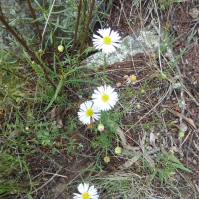 Brachyscome rigidula (Hairy Cut-leaf Daisy) at Cooma North Ridge Reserve - 31 Dec 2023 by mahargiani