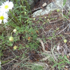 Brachyscome rigidula at Cooma North Ridge Reserve - 31 Dec 2023 12:57 PM