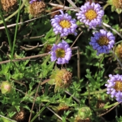 Calotis glandulosa (Mauve Burr-daisy) at Dry Plain, NSW - 29 Dec 2023 by AndyRoo