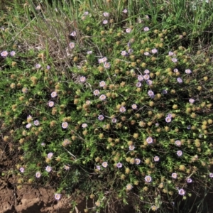 Calotis glandulosa at Dry Plain, NSW - 29 Dec 2023