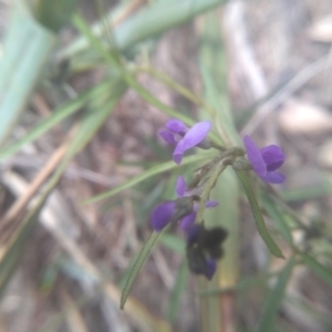 Glycine clandestina at Cooma North Ridge Reserve - 31 Dec 2023 12:58 PM