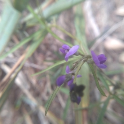 Glycine clandestina (Twining Glycine) at Cooma North Ridge Reserve - 31 Dec 2023 by mahargiani