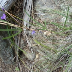 Glycine clandestina at Cooma North Ridge Reserve - 31 Dec 2023