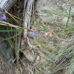 Glycine clandestina at Cooma North Ridge Reserve - 31 Dec 2023 12:58 PM