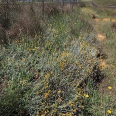 Chrysocephalum apiculatum (Common Everlasting) at Dry Plain, NSW - 28 Dec 2023 by AndyRoo