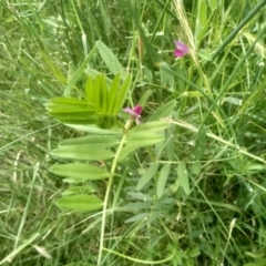 Vicia sativa (Common Vetch) at Cooma, NSW - 31 Dec 2023 by mahargiani