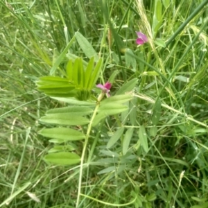 Vicia sativa at Cooma North Ridge Reserve - 31 Dec 2023 03:04 PM