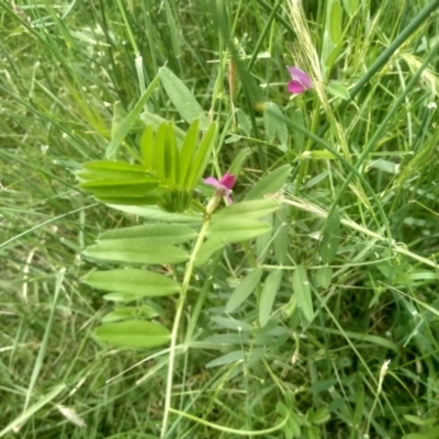 Vicia sativa (Common Vetch) at Cooma North Ridge Reserve - 31 Dec 2023 by mahargiani