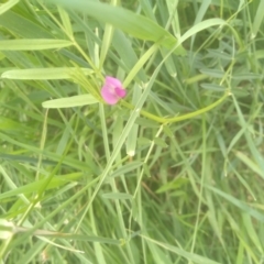 Vicia sativa at Cooma North Ridge Reserve - 31 Dec 2023 03:04 PM