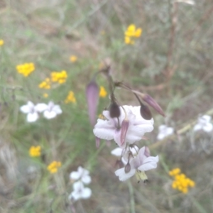 Arthropodium milleflorum at Cooma North Ridge Reserve - 31 Dec 2023