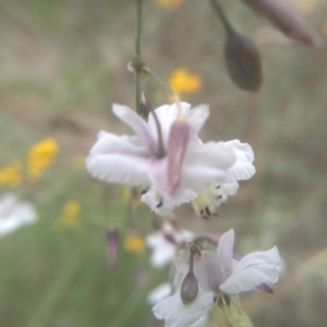 Arthropodium milleflorum at Cooma North Ridge Reserve - 31 Dec 2023