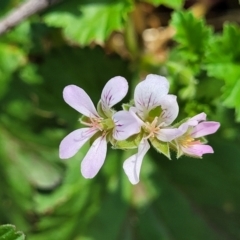 Pelargonium inodorum (Kopata) at Strathbogie, VIC - 1 Jan 2024 by trevorpreston