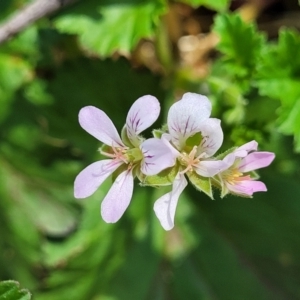 Pelargonium inodorum at Strathbogie, VIC - 1 Jan 2024 11:54 AM