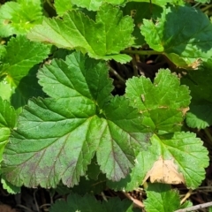 Pelargonium inodorum at Strathbogie, VIC - 1 Jan 2024