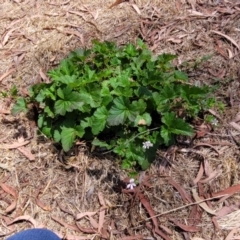 Pelargonium inodorum at Strathbogie, VIC - 1 Jan 2024 11:54 AM