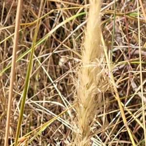 Dichelachne sp. at Gooram, VIC - 1 Jan 2024