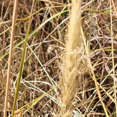 Dichelachne sp. (Plume Grasses) at Gooram, VIC - 1 Jan 2024 by trevorpreston