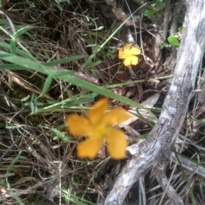 Hypericum gramineum at Cooma North Ridge Reserve - 31 Dec 2023 03:26 PM