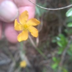 Hypericum gramineum at Cooma North Ridge Reserve - 31 Dec 2023 03:26 PM