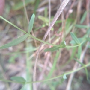 Hypericum gramineum at Cooma North Ridge Reserve - 31 Dec 2023 03:26 PM