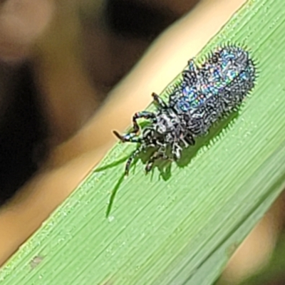 Hispellinus sp. (genus) (Spiny leaf beetle) at Gooram, VIC - 1 Jan 2024 by trevorpreston