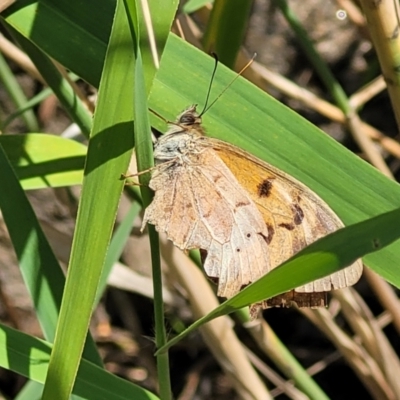 Heteronympha merope (Common Brown Butterfly) at Gooram, VIC - 1 Jan 2024 by trevorpreston