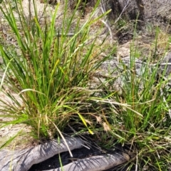 Lomandra longifolia (Spiny-headed Mat-rush, Honey Reed) at Gooram, VIC - 1 Jan 2024 by trevorpreston