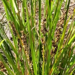 Lomandra longifolia at Gooram, VIC - 1 Jan 2024