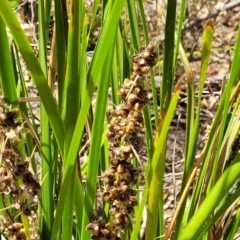 Lomandra longifolia at Gooram, VIC - 1 Jan 2024 11:19 AM