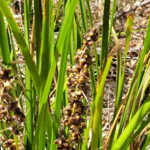 Lomandra longifolia at Gooram, VIC - 1 Jan 2024