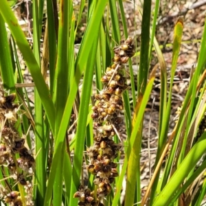 Lomandra longifolia at Gooram, VIC - 1 Jan 2024 11:19 AM
