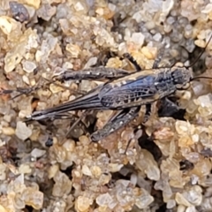 Pteronemobius sp. (genus) (Cricket) at Seven Creeks Wildlife Reserve - 1 Jan 2024 by trevorpreston