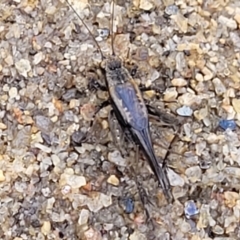 Pteronemobius sp. (genus) at Seven Creeks Wildlife Reserve - 1 Jan 2024