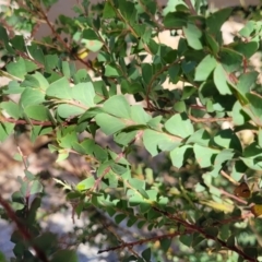 Acacia pravissima (Wedge-leaved Wattle, Ovens Wattle) at Seven Creeks Wildlife Reserve - 1 Jan 2024 by trevorpreston